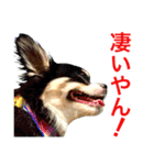 大阪弁の空太  2（Chihuahua）（個別スタンプ：4）