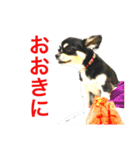 大阪弁の空太  2（Chihuahua）（個別スタンプ：5）