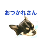 大阪弁の空太  2（Chihuahua）（個別スタンプ：6）