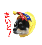 大阪弁の空太  2（Chihuahua）（個別スタンプ：7）