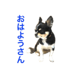 大阪弁の空太  2（Chihuahua）（個別スタンプ：8）