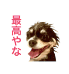 大阪弁の空太  2（Chihuahua）（個別スタンプ：9）
