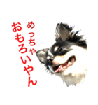 大阪弁の空太  2（Chihuahua）（個別スタンプ：10）