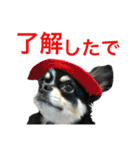 大阪弁の空太  2（Chihuahua）（個別スタンプ：12）