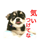 大阪弁の空太  2（Chihuahua）（個別スタンプ：13）