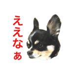 大阪弁の空太  2（Chihuahua）（個別スタンプ：14）