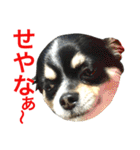 大阪弁の空太  2（Chihuahua）（個別スタンプ：15）