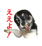 大阪弁の空太  2（Chihuahua）（個別スタンプ：19）