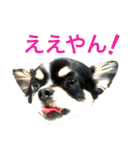 大阪弁の空太  2（Chihuahua）（個別スタンプ：20）