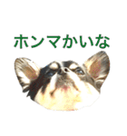 大阪弁の空太  2（Chihuahua）（個別スタンプ：22）