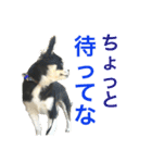 大阪弁の空太  2（Chihuahua）（個別スタンプ：23）