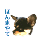 大阪弁の空太  2（Chihuahua）（個別スタンプ：24）