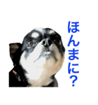大阪弁の空太  2（Chihuahua）（個別スタンプ：25）
