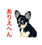 大阪弁の空太  2（Chihuahua）（個別スタンプ：28）