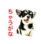 大阪弁の空太  2（Chihuahua）（個別スタンプ：29）