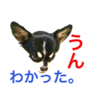 大阪弁の空太  2（Chihuahua）（個別スタンプ：30）