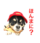 大阪弁の空太  2（Chihuahua）（個別スタンプ：33）