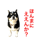 大阪弁の空太  2（Chihuahua）（個別スタンプ：34）