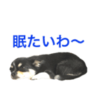 大阪弁の空太  2（Chihuahua）（個別スタンプ：35）