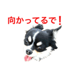 大阪弁の空太  2（Chihuahua）（個別スタンプ：37）