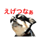 大阪弁の空太  2（Chihuahua）（個別スタンプ：39）