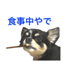 大阪弁の空太  2（Chihuahua）（個別スタンプ：40）
