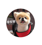 Lovely Pomeranian PomPom Meatball Hope（個別スタンプ：1）