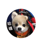 Lovely Pomeranian PomPom Meatball Hope（個別スタンプ：3）