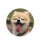 Lovely Pomeranian PomPom Meatball Hope（個別スタンプ：4）