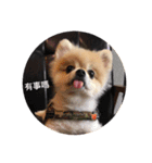 Lovely Pomeranian PomPom Meatball Hope（個別スタンプ：6）