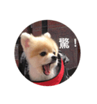 Lovely Pomeranian PomPom Meatball Hope（個別スタンプ：7）