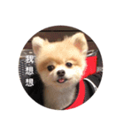 Lovely Pomeranian PomPom Meatball Hope（個別スタンプ：8）