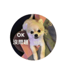 Lovely Pomeranian PomPom Meatball Hope（個別スタンプ：11）