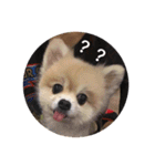 Lovely Pomeranian PomPom Meatball Hope（個別スタンプ：12）