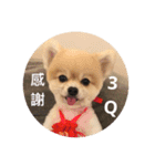 Lovely Pomeranian PomPom Meatball Hope（個別スタンプ：14）