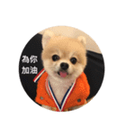 Lovely Pomeranian PomPom Meatball Hope（個別スタンプ：16）