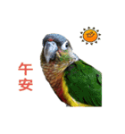 Seven parrots-DoDo（個別スタンプ：2）