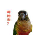 Seven parrots-DoDo（個別スタンプ：4）