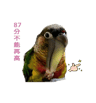 Seven parrots-DoDo（個別スタンプ：5）