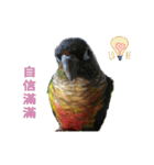 Seven parrots-DoDo（個別スタンプ：8）