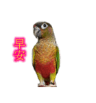 Seven parrots-DoDo（個別スタンプ：9）