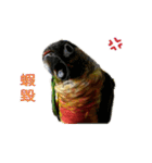 Seven parrots-DoDo（個別スタンプ：11）