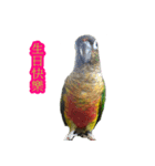 Seven parrots-DoDo（個別スタンプ：12）