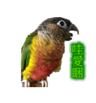 Seven parrots-DoDo（個別スタンプ：16）