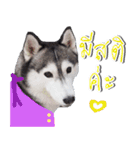 Siberian Husky No 11（個別スタンプ：10）