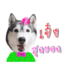 Siberian Husky No 11（個別スタンプ：12）