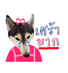 Siberian Husky No 11（個別スタンプ：14）