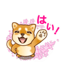 花よりわんこ（敬語、柴犬、桜、春）（個別スタンプ：19）