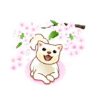 花よりわんこ（敬語、柴犬、桜、春）（個別スタンプ：34）