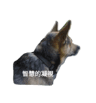 A dog...（個別スタンプ：11）